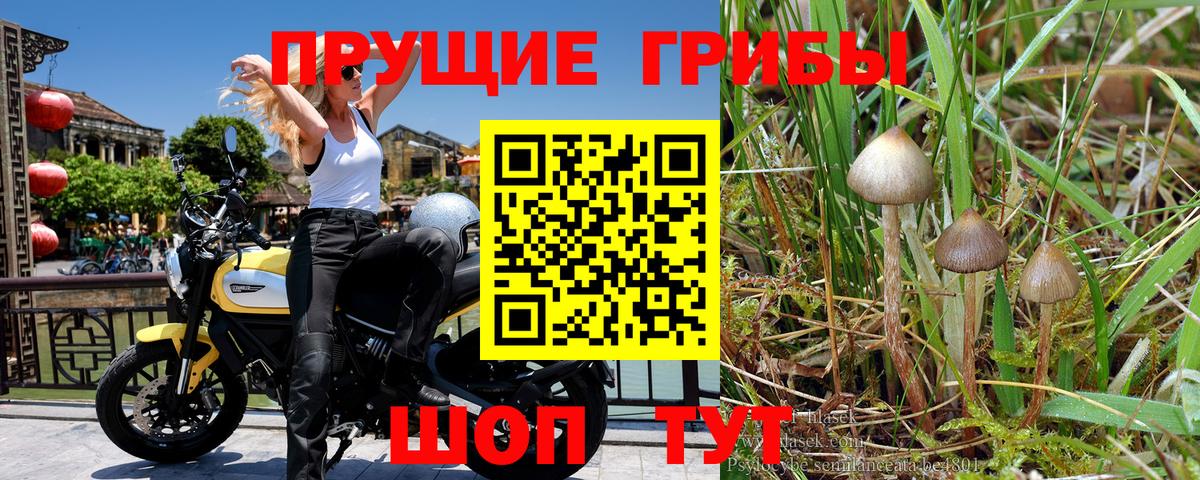 Галлюциногенные грибы GOLDEN TEACHER Тара